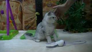 Британские котята на british-chinchilla.dp.ua