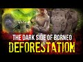 Deforestation - The Dark Side of Borneo - 2014