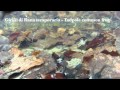 Acque mosse e acque ferme: la biodiversità delle acque nel Parco dell'Aveto, clicca per Dettaglio