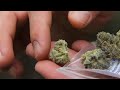 HD Weed (FIRE) - Lemon Trainwreck - Blueberry Kush - Canon 60D 18-135mm