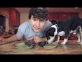 Man vs Dog: Food Eating Contest