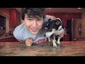 Man vs Dog: Food Eating Contest
