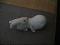 rabbit massage