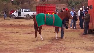 Carreras de caballos en El Tepetate (Loreto, Zacatecas)