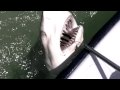 Sharking Fishing with Capt. John