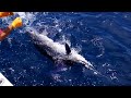 Striped Marlin Fishing, Los Barriles Mexico B.C.S.