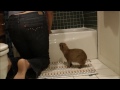 Bath Time for Romeo and Tuff'n Capybara ロミオカピバラのためのバスタイム