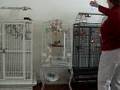Trained Zebra Finches