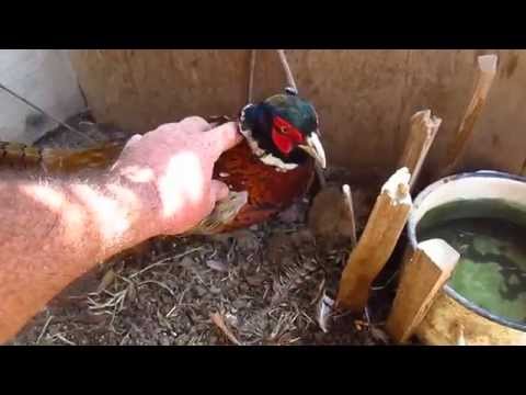 Как обшить фанерой фургон своими руками
