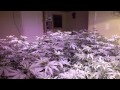 LED vs HID Hydroponic medical cannabis grow - Day 8 of Flower