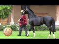 SELLO DE RAZA CABALLOS CHILENOS CRIADERO LA ESPERANZA.mp4
