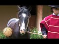 SELLO DE RAZA CABALLOS CHILENOS CRIADERO LA ESPERANZA.mp4
