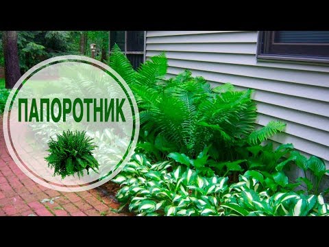Папоротник в садовом дизайне Папоротник в садовом дизайне