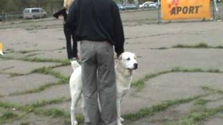 среднеазиатская овчарка суки щенки 2007 САС