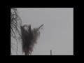 Locusts swarm Egypt