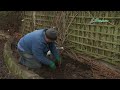 How to plant Cherry trees: Jeff grows cherries in this fruit tree planting guide