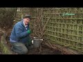 How to plant Cherry trees: Jeff grows cherries in this fruit tree planting guide