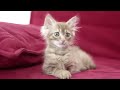 Sad Cat Diary