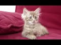 Sad Cat Diary