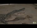 Gator in the Garage | Gator Boys