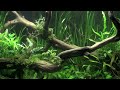 Aquascaping - Aquarium Ideas from The Art of the Planted Aquarium 2011, part 1