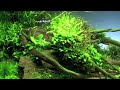Aquascaping - Aquarium Ideas from The Art of the Planted Aquarium 2011, part 1