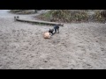 Game Dogs Bullterrier vs. Pit Bull - Part 8