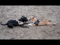 Game Dogs Bullterrier vs. Pit Bull - Part 8
