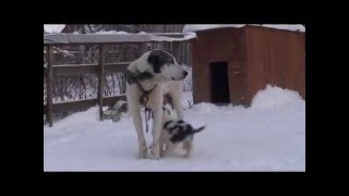 Щенок среднеазиатской овчарки