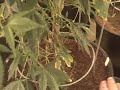 Medical Cannabis - MediGrow Update #40 pt3 - The Strains