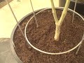 Medical Cannabis - MediGrow Update #40 pt3 - The Strains