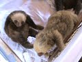 The Funniest Baby Sloth Video Ever!!!
