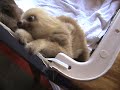 The Funniest Baby Sloth Video Ever!!!