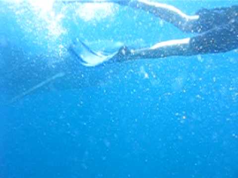 Whale Shark Attack whale shark attack. Whale Shark Attack