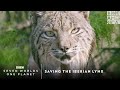 Saving the Iberian Lynx - Seven Worlds, One Planet - BBC America 2020