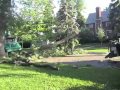 Wilmette's Bicentennial Ash tree damaged in storm