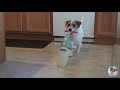 Useful Dog Tricks 3 performed by Jesse