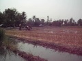 รถไถนาเกียร์โฟร์ เจริญกิจการข่าง