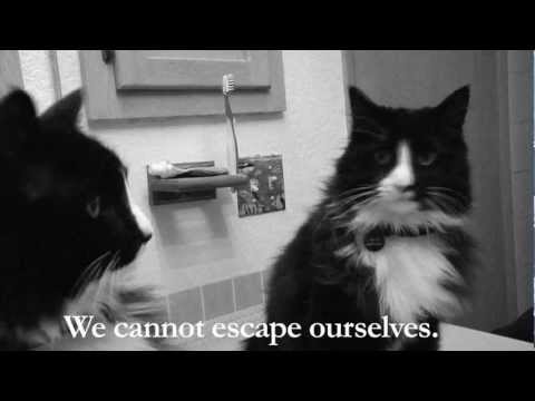 Henri 2, Paw de Deux Q34z5dCmC4M