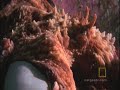 Octopus Kills Shark