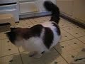 Cat's Soccer, Kucing Main Bola