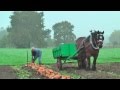 Belgian Draft Horses - Beet harvest with respect for the environment - 2013