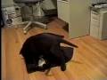 Cat and dog: endless play Cat and dog: endless play