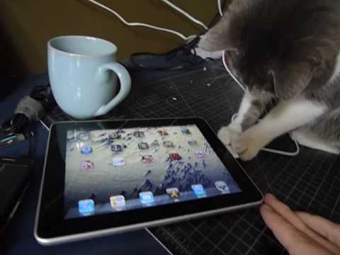 Un gato puede usar una iPad