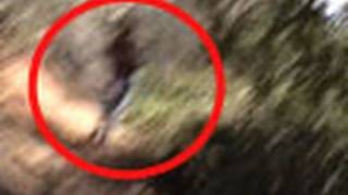 real dinosaur sightings