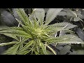 The Weed Nerd Episode 182
