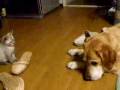 Dog and cat: knowing how to play Dog and cat: knowing how to play
