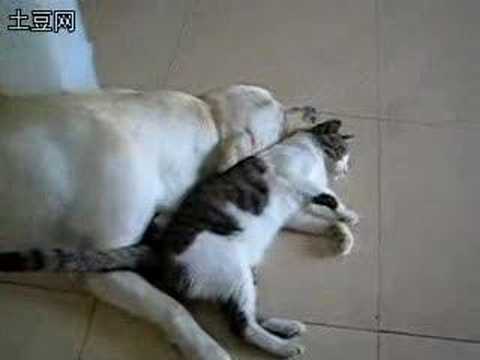 Cat love with dog Re Dog sex with cat iflwlou 198602 views 4 years ago