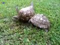 Tortoise helps friend who's flipped over