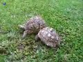 Tortoise helps friend who's flipped over